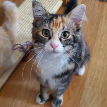 Rosie Angel -  Domestic Short Hair Cat for Adoption in Eagle Mountain, Utah - Rosie Angel | PetCurious