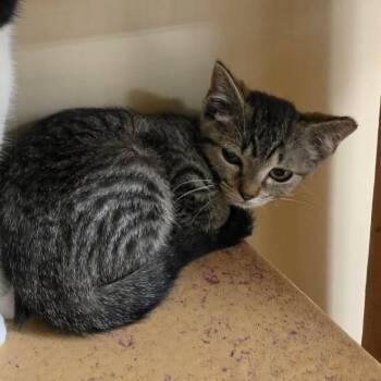 June -  Domestic Short Hair Cat for Adoption in Newcastle, Oklahoma - June | PetCurious