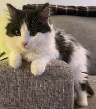 Rescue Domestic Long Hair Cats for Adoption in Ottawa, Ontario - Venus | PetCurious