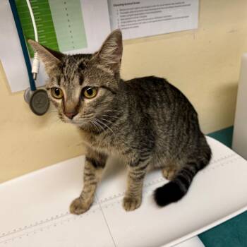 Rio -  Domestic Short Hair Cat for Adoption in Pasadena, California - Rio | PetCurious
