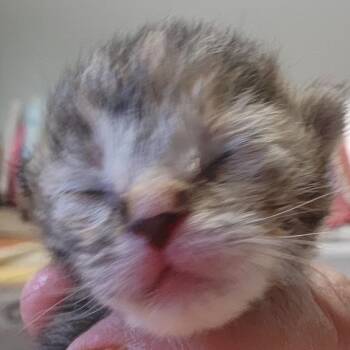 B - Patrice -  Domestic Short Hair Cat for Adoption in Arizona City, Arizona - B - Patrice | PetCurious