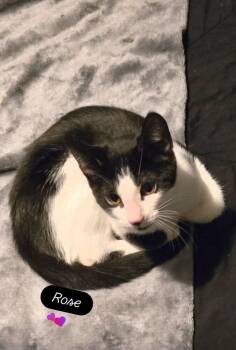 Domestic Short Hair Cats Available for Adoption - Rose | PetCurious