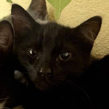 Clay -  Domestic Short Hair Cat for Adoption in Flagstaff, Arizona - Clay | PetCurious