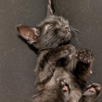 Interceptor -  Domestic Short Hair Cat for Adoption in Evanston, Illinois - Interceptor | PetCurious