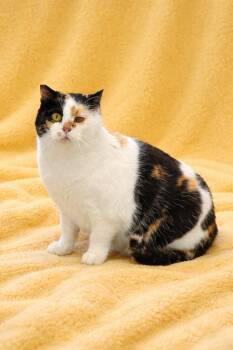 Calico Cats Available for Adoption - Patches  | PetCurious