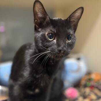 Grouper -  Domestic Short Hair Cat for Adoption in Sarasota, Florida - Grouper | PetCurious