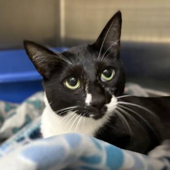 Usagi- 52402 -  Domestic Short Hair Cat for Adoption in Columbia, Maryland - Usagi- 52402 | PetCurious