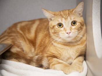 Domestic Short Hair Cats Available for Adoption in Phoenix, Arizona - FANTA | PetCurious