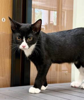 Skippy Handelman (kitten) must go with a buddy -  Domestic Short Hair Cat for Adoption in Cary, North Carolina - Skippy Handelman (kitten) Must Go With A Buddy | PetCurious