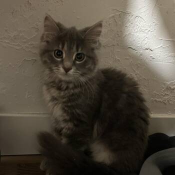 Marshmallow -  Domestic Long Hair and Maine Coon Cat for Adoption in Carmel, Indiana - Marshmallow | PetCurious