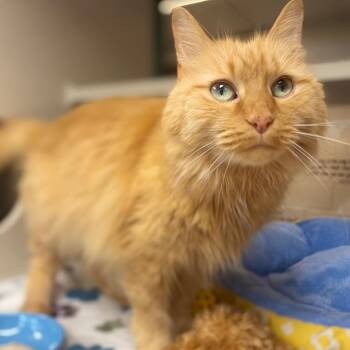 Baby Dragon -  Domestic Short Hair Cat for Adoption in Marshalltown, Iowa - Baby Dragon | PetCurious