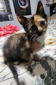 Lime -  Domestic Short Hair Cat for Adoption in Kimberlin Heights, Tennessee - Lime | PetCurious