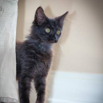 Domestic Medium Hair Cats Available for Adoption - Ojitos | PetCurious