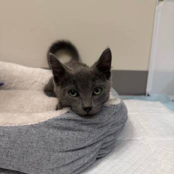 Scrump -  Domestic Short Hair Cat for Adoption in Columbia, Missouri - Scrump | PetCurious