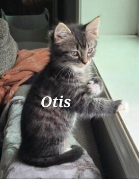 Otis and Ozzy -  Domestic Medium Hair Cat for Adoption in Vancouver, British Columbia - Otis And Ozzy | PetCurious