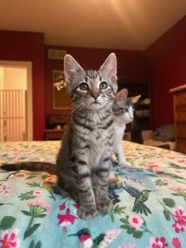 Kenpachi -  Domestic Short Hair Cat for Adoption in Hartville, Ohio - Kenpachi | PetCurious