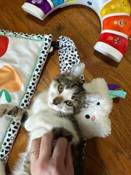 Scraps -  Domestic Short Hair Cat for Adoption in Little Rock, Arkansas - Scraps | PetCurious