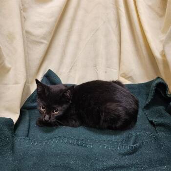 Domestic Short Hair Cats Available for Adoption - A1257933 | PetCurious