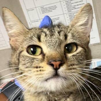 Domestic Short Hair Cats Available for Adoption - Baby Kitty | PetCurious