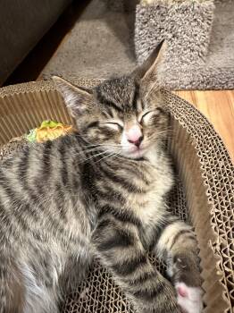 Twix -  Domestic Short Hair Cat for Adoption in Bayonne, New Jersey - Twix | PetCurious