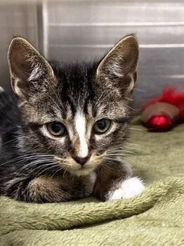 DORY -  Domestic Short Hair Cat for Adoption in Fort Lauderdale, Florida - DORY | PetCurious