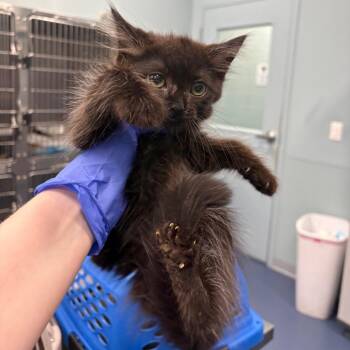 Pascal -  Domestic Short Hair Cat for Adoption in Greensboro, North Carolina - Pascal | PetCurious