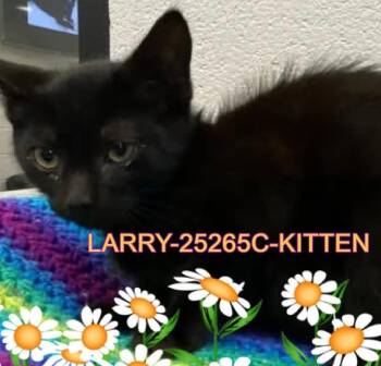 Domestic Medium Hair Cats Available for Adoption in Dalton, Georgia - Larry | PetCurious