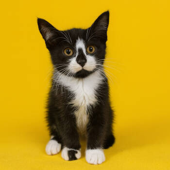 Rescue Domestic Short Hair Cats for Adoption in Binghamton, New York - Boomer | PetCurious