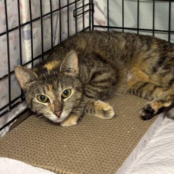 Domestic Short Hair Cats Available for Adoption - Gianna | PetCurious