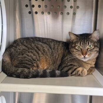 Rescue Domestic Short Hair Cats for Adoption in Denver, Colorado - Sarah Houston | PetCurious