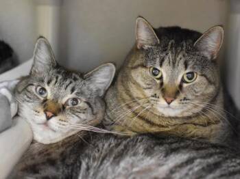 Bella & Merlin -  Siamese Cat for Adoption in Portland, Oregon - Bella & Merlin | PetCurious