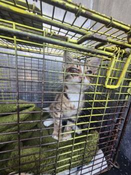 HAILEY -  Domestic Short Hair Cat for Adoption in San Antonio, Texas - HAILEY | PetCurious
