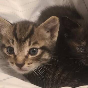 Domestic Short Hair Cats Available for Adoption in Long Beach, California - Burrata | PetCurious