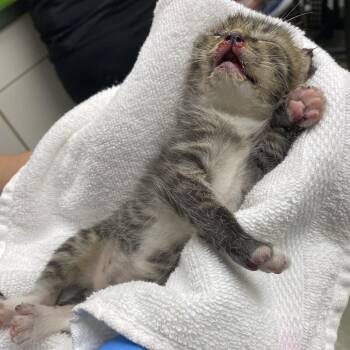 72277 -  Domestic Short Hair Cat for Adoption in Harrisonburg, Virginia - 72277 | PetCurious