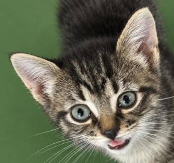 Cherie 1441-26 -  Domestic Short Hair Cat for Adoption in Cumming, Georgia - Cherie 1441-26 | PetCurious