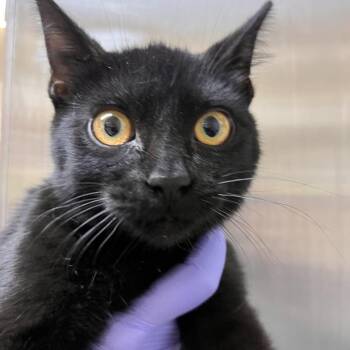 Ollie -  Domestic Short Hair Cat for Adoption in Kanab, Utah - Ollie | PetCurious
