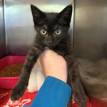 Domestic Short Hair Cats Available for Adoption in Chehalis, Washington - Echidna | PetCurious