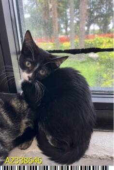 MOO -  Domestic Short Hair Cat for Adoption in West Palm Beach, Florida - MOO | PetCurious