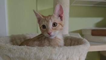 Widget -  Domestic Short Hair Cat for Adoption - Widget | PetCurious