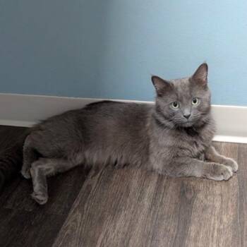 Felix -  Russian Blue and Domestic Medium Hair Cat for Adoption in Carmel, Indiana - Felix | PetCurious