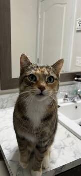 Rescue Domestic Short Hair Cats for Adoption in Royal Oak, Michigan - Kit | PetCurious