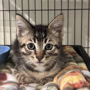 Frosted Flakes -  Domestic Short Hair Cat for Adoption in Port Townsend, Washington - Frosted Flakes | PetCurious