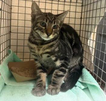 Johnny -  Domestic Medium Hair and Domestic Short Hair Cat for Adoption in Honolulu, Hawaii - Johnny | PetCurious
