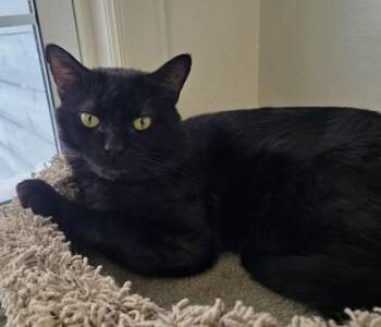 Domestic Short Hair Cats Available for Adoption - Scratch | PetCurious