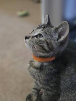 Flare -  Domestic Short Hair Cat for Adoption in Union Grove, Wisconsin - Flare | PetCurious