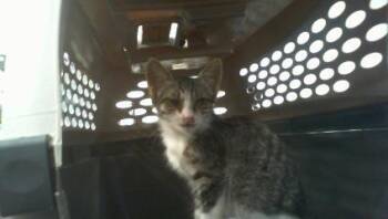 A1266304 -  Domestic Short Hair Cat for Adoption in Charlotte, North Carolina - A1266304 | PetCurious