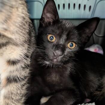 Panther -  Domestic Short Hair Cat for Adoption in South Burlington, Vermont - Panther | PetCurious