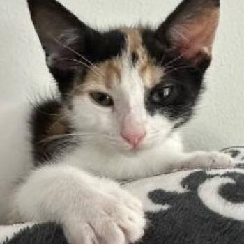 Goby -  Domestic Short Hair Cat for Adoption in West Palm Beach, Florida - Goby | PetCurious