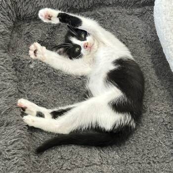 Rescue American Shorthair Cats for Adoption in Lampasas, Texas - Marshall | PetCurious