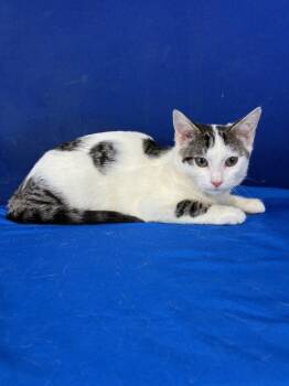 American Shorthair Cats Available for Adoption - Clickbait | PetCurious